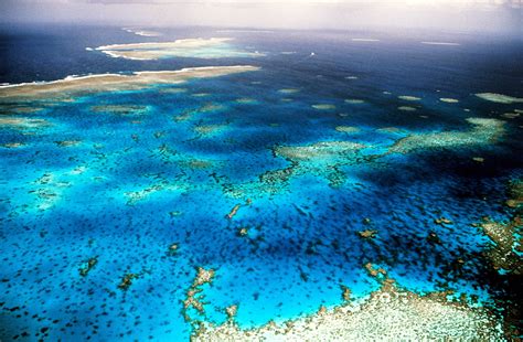 Tropical fish, sea turtles, and many other marine creatures the great barrier reef is an astounding natural ecosystem with all of this marine life and the coral reef itself. We can still save Great Barrier Reef from climate change ...