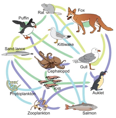 63 Food Chains And Food Webs Biology Libretexts