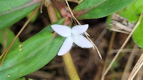 Buttonweed From Humble Tx Usa On May 17 2023 At 1105 Am By Brian