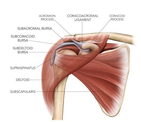 Sports Injury Bulletin Diagnose Treat Subacromial Subdeltoid