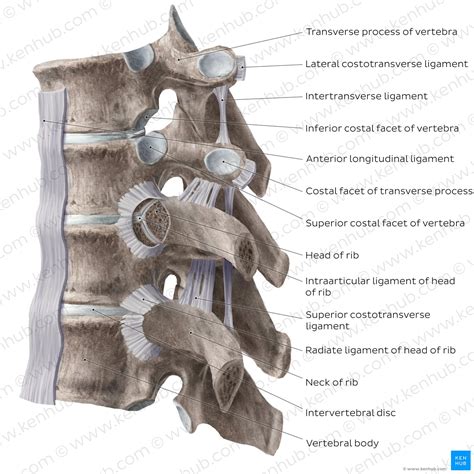 Vertebral Column Anatomy Vertebrae Joints And Ligaments Kenhub