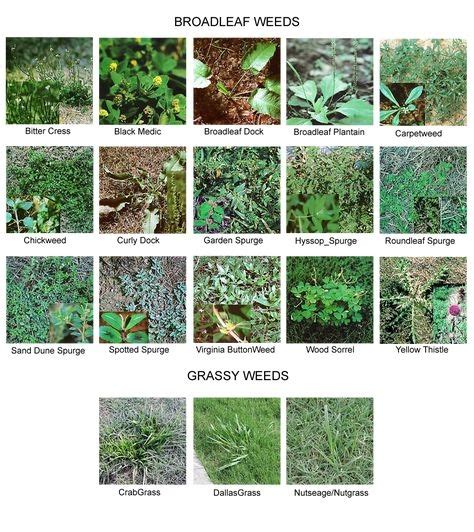 7 Images How To Identify Weeds In Your Garden And Description Alqu Blog