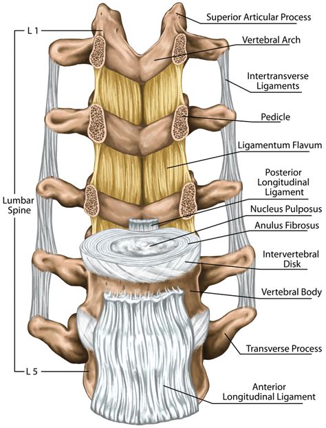 Ligaments Tendons And Muscles Ainsworth Institute