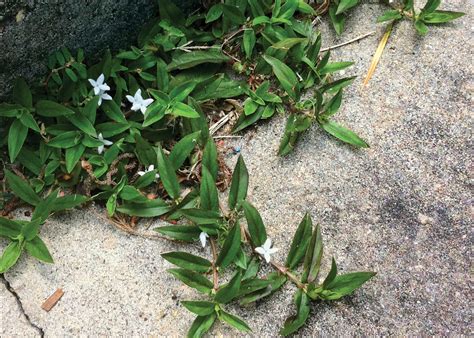 Virginia Buttonweed