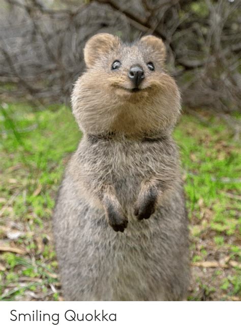 Save and share your meme collection! Smiling Quokka | Quokka Meme on ME.ME