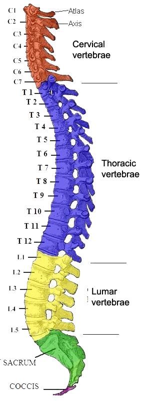 Structure Of The Vertebral Column