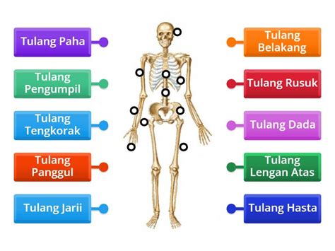 Rangka Manusia Labelled Diagram