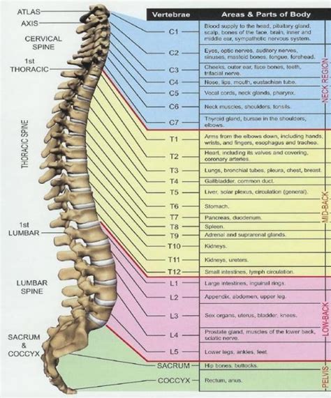 Nerves Of The Spinal Column Diagram Copyright © 2013 Drwilliam Scott