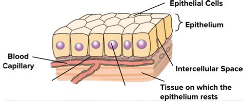 Simple Cuboidal Epithelium Labeled Basement Membrane