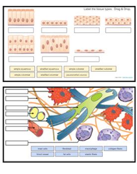 Connective Tissue Matrix Worksheets Answers