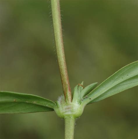 Diodia Virginiana Virginia Buttonweed Go Botany