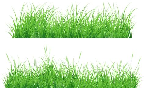 Clipart Rumput Vektor Latar Belakang Rumput Rumput Hijau Rumput Png