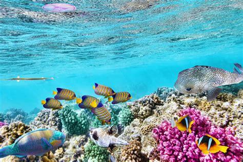 The great barrier reef lies in tropical waters where temperatures are warm enough to offer enjoyable swimming and diving year round—though averages can vary 10°f (5.5°c) from winter to summer. Best Place To See The Great Barrier Reef - Fitzroy Island