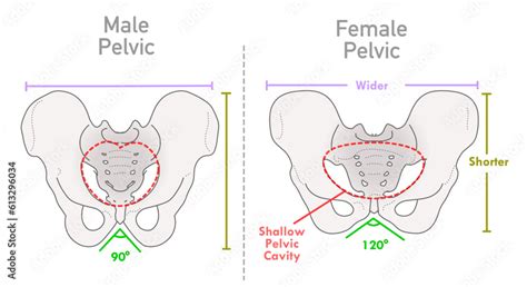 Female Male Pelvis Structure Differences Between Human Man Woman