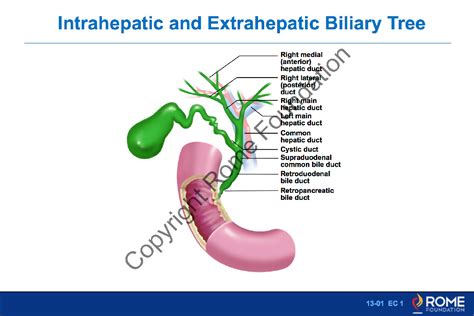 Biliary Tree Bile Duct