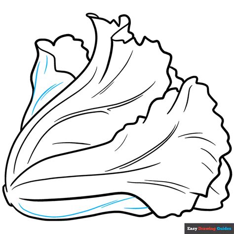 How To Draw Lettuce Really Easy Drawing Tutorial