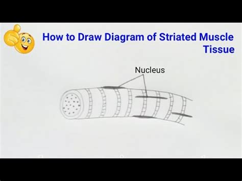 How To Draw Labelled Diagram Of Striated Muscle Tissue Youtube