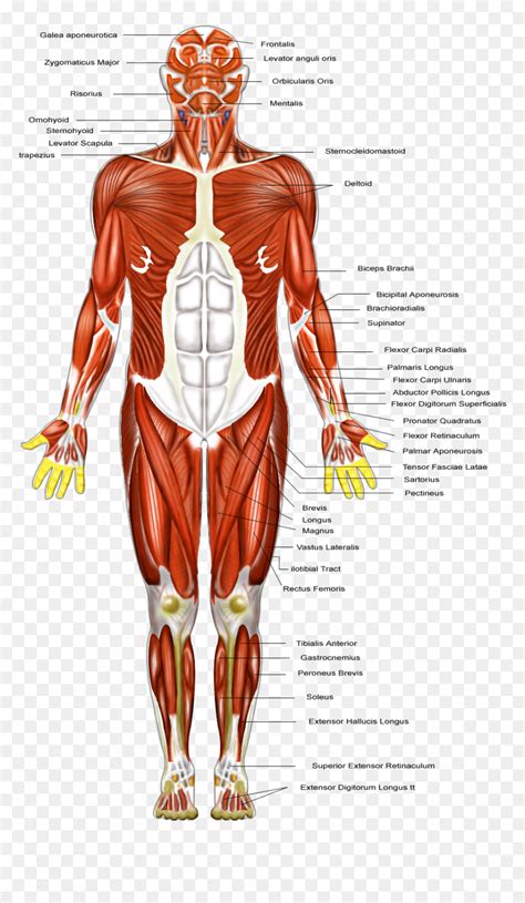 Transparent Body Outline Png Muscular System Diagram Transparent Png