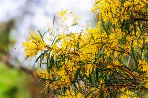 Planning To Plant An Australian Native Like Wattle Read This First