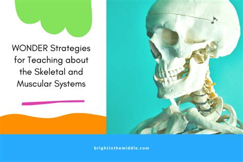 5 Skeletal And Muscular System Activities To Bring The Wow Factor