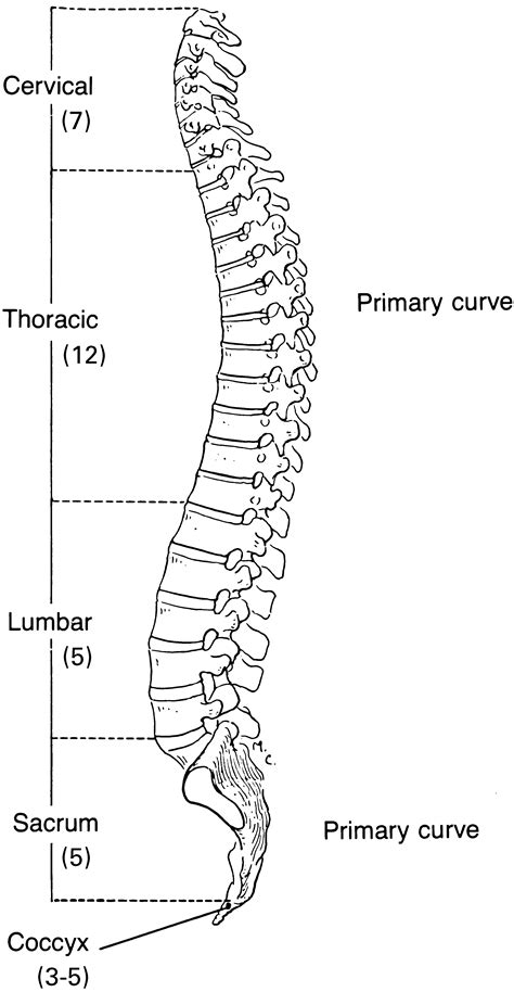 Bones Of The Spine Labeled