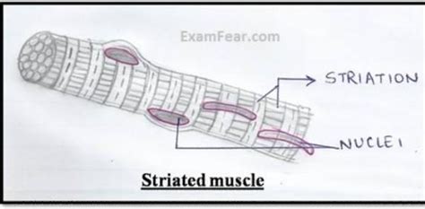 Draw A Neat Labelled Diagram Of Striated Muscle Labeled Diagram