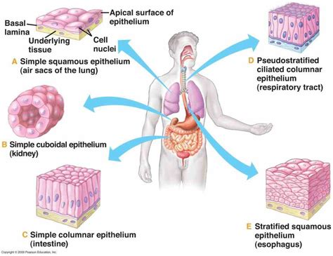 Epithelial Tissues In Human Body Medicinebtg