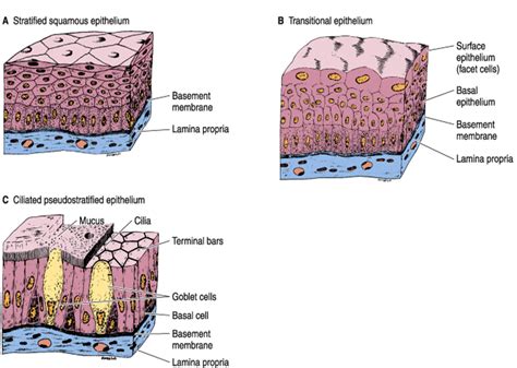 Mbbs Medicine Humanity First Epithelium