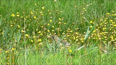 Goudknopje Cotula Coronopifolia Buttonweed Common Brassbuttons