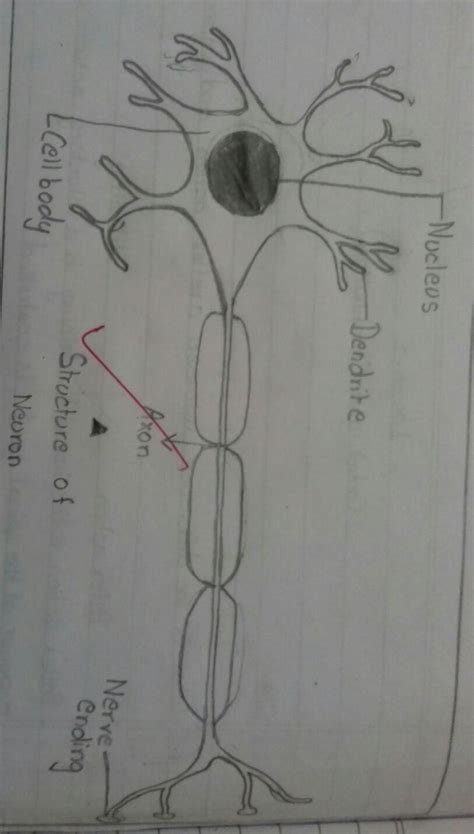 Describe The Structure Of A Neuron With The Help Of A Neat Labelled