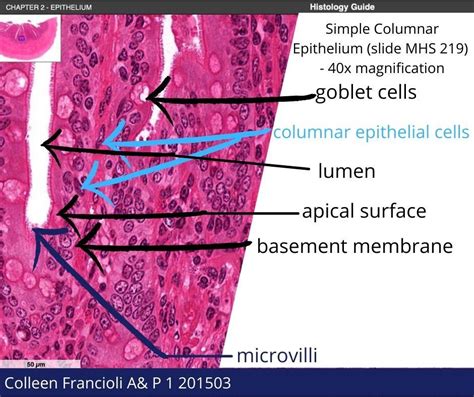 Simple Cuboidal Epithelium Apical Surface