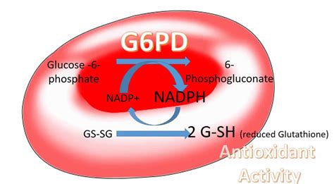 They key is for patients to know as much as possible about the condition to avoid factors that may trigger the symptoms. G6PD deficiency causes, symptoms, drugs to avoid & G6PD ...