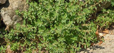 Australian Weed Identification Chart All Green Nursery