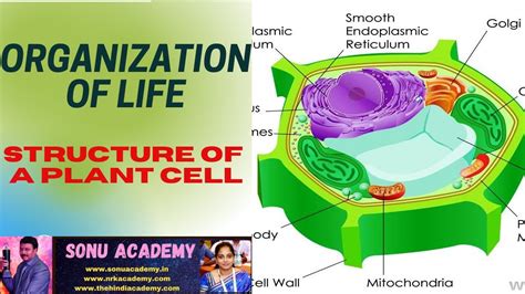 Diagram Labeled Diagram Of Plant Cell Mydiagramonline