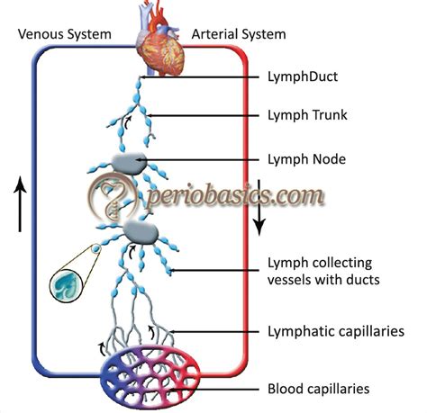 Basic Concepts In Immunology