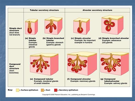 Tissues Introduction Epithelial Tissue Classification Glands Ppt