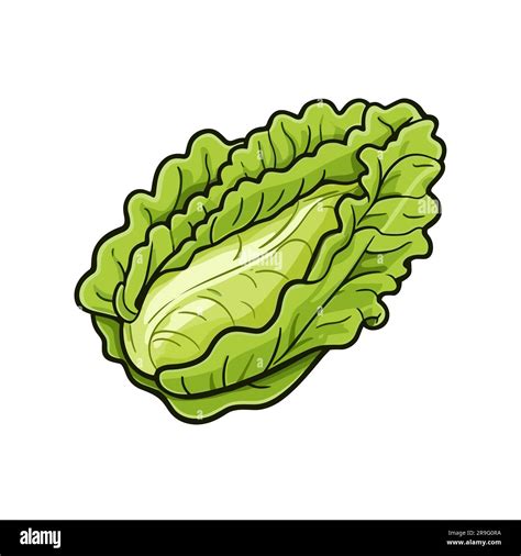 Lechuga Lechuga Dibujado A Mano Ilustración Vector Doodle Estilo