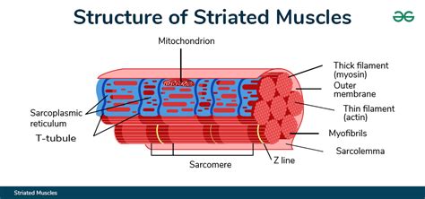 What Are Striated Muscles And Their Functions Geeksforgeeks