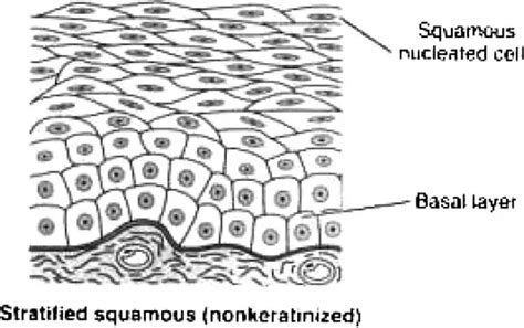 Stratified Squamous Epithelium Function Definition Location Types