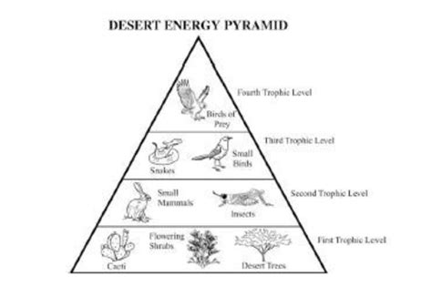 Desert Food Pyramid