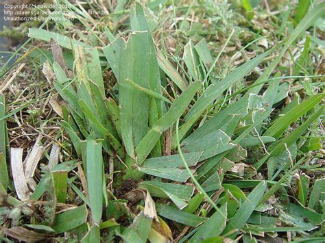 Plant Identification Closed An Invasive Grass In A Lawn 1 By Nzwide