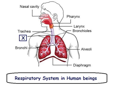 Draw A Neat Labelled Diagram Of Human Respiratory System Describe