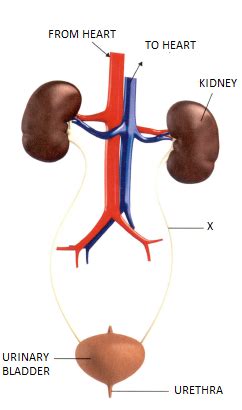 Draw A Neat Labelled Diagram Of The Human Excretory System