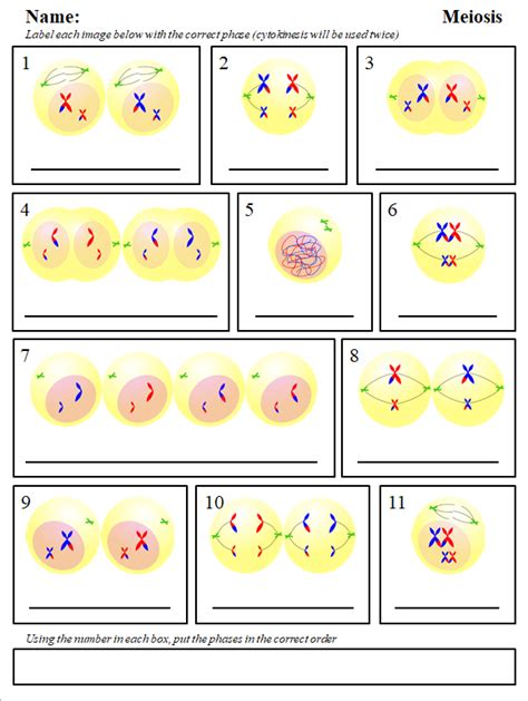 Meiosis Worksheets Teaching Resources Worksheets Library