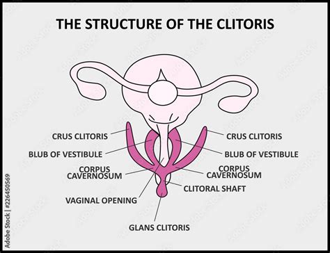 The Structure Of The Clitoris A Medical Poster Female Anatomy Vagina