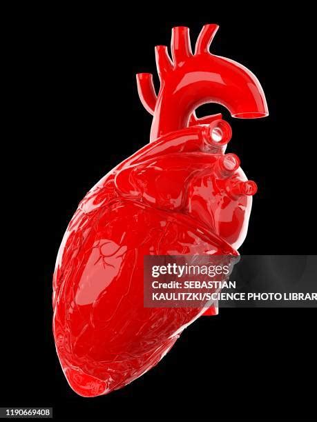 Glass Human Heart Photos And Premium High Res Pictures Getty Images