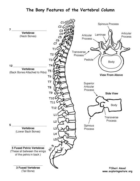 Vertebral Column Backbone Labeling Page