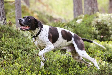 Spotted Dog Breeds The Smart Dog Guide