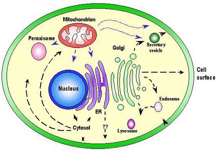 Maybe you would like to learn more about one of these? Lysosome GIFs - Find & Share on GIPHY