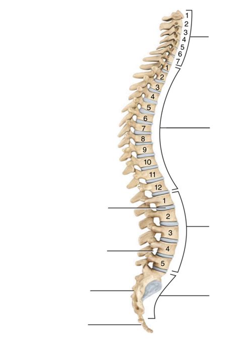 Vertebral Column Backbone Labeling Page